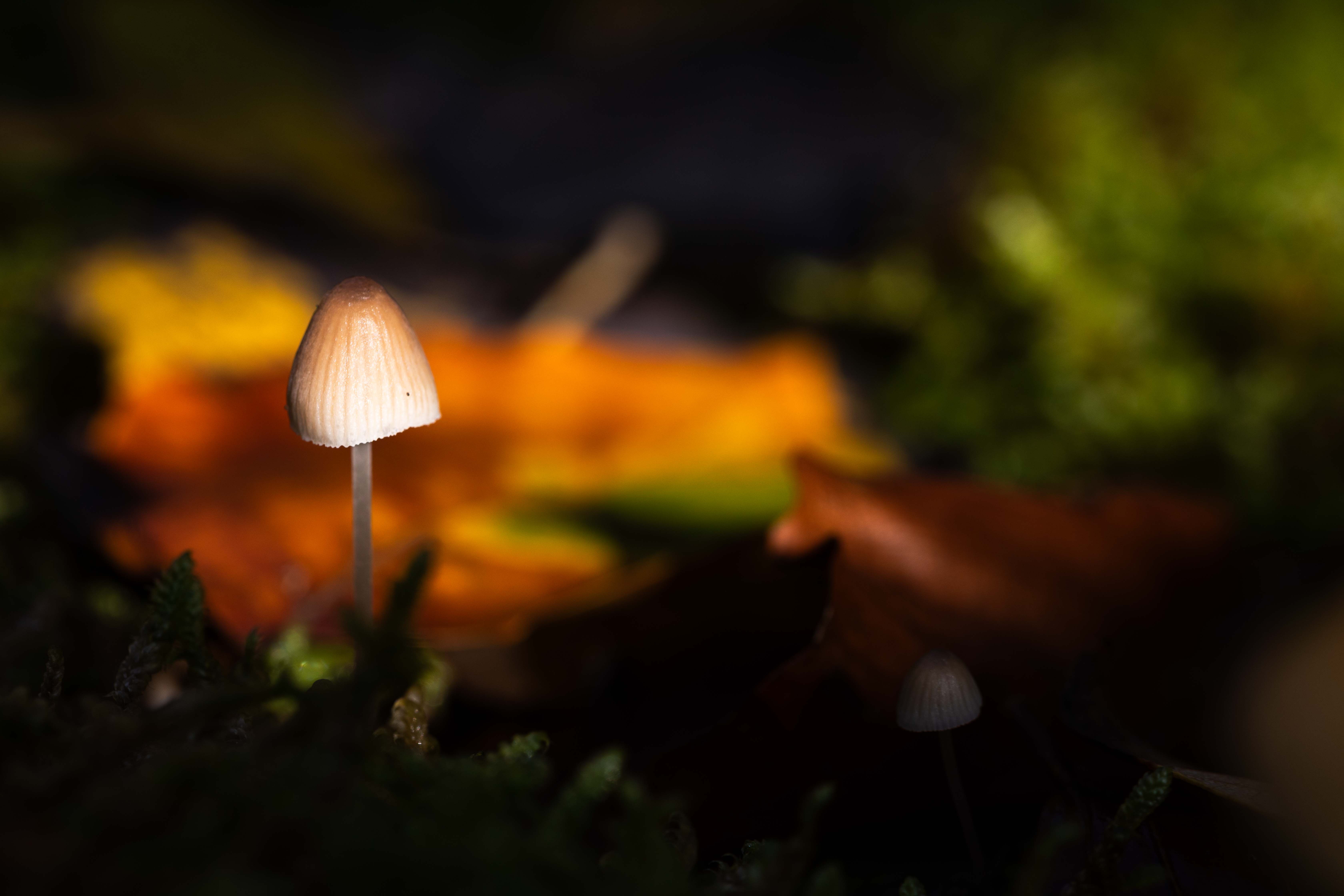 Photographie de nature