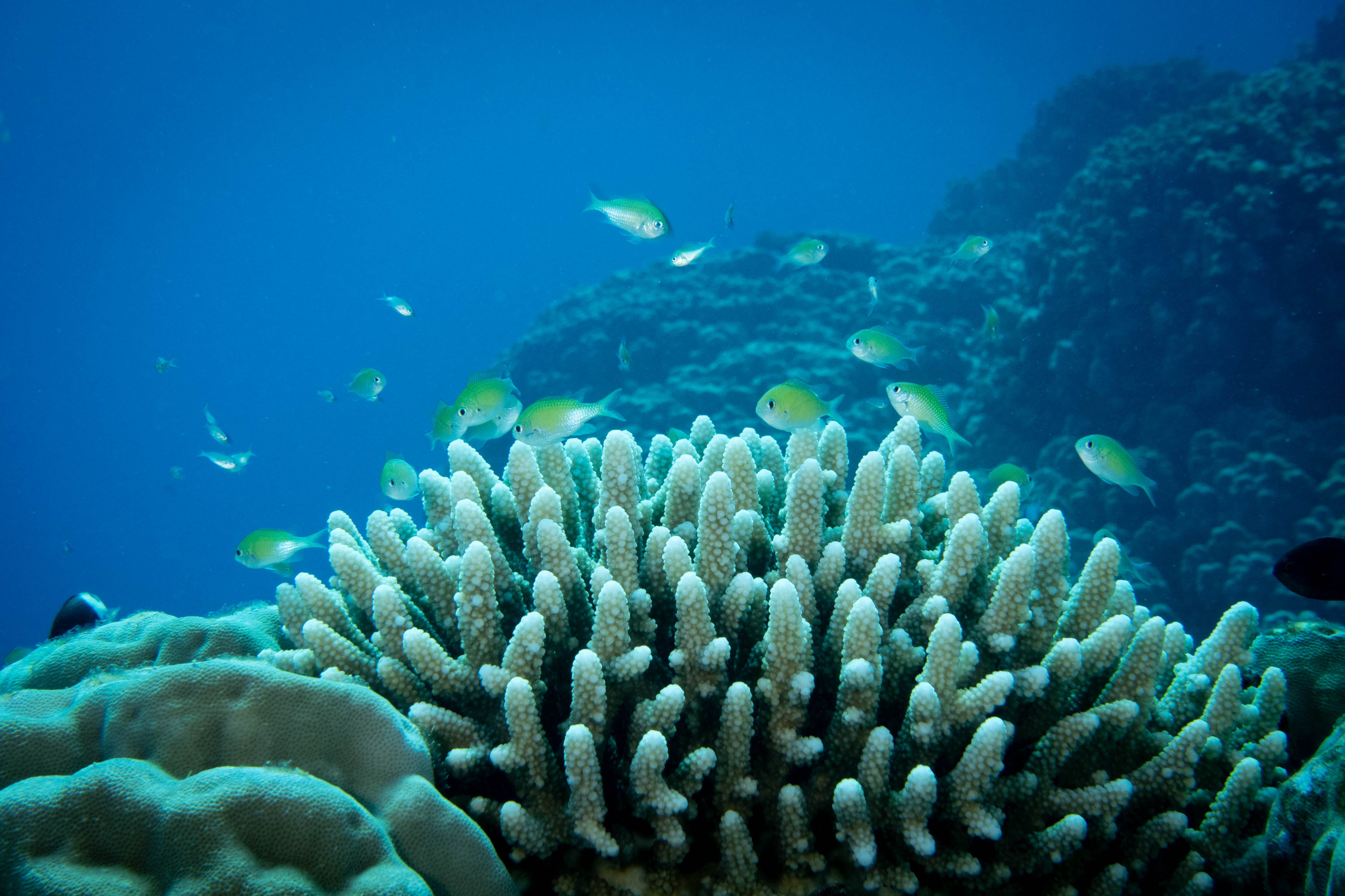 Photographie sous-marine